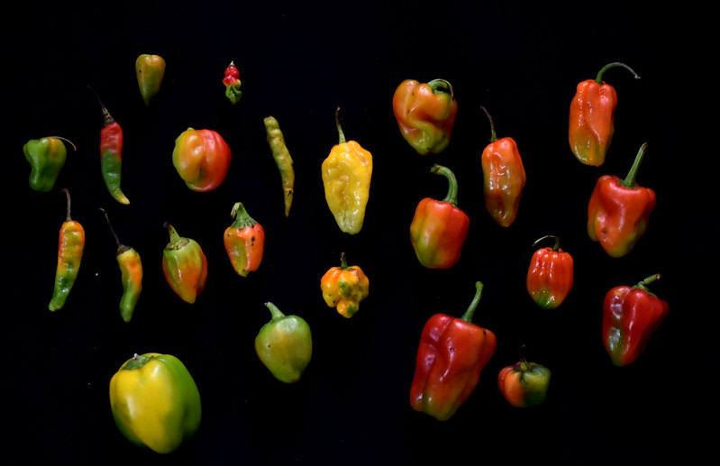 The Fresh Peppers of Nigeria Kitchen Butterfly