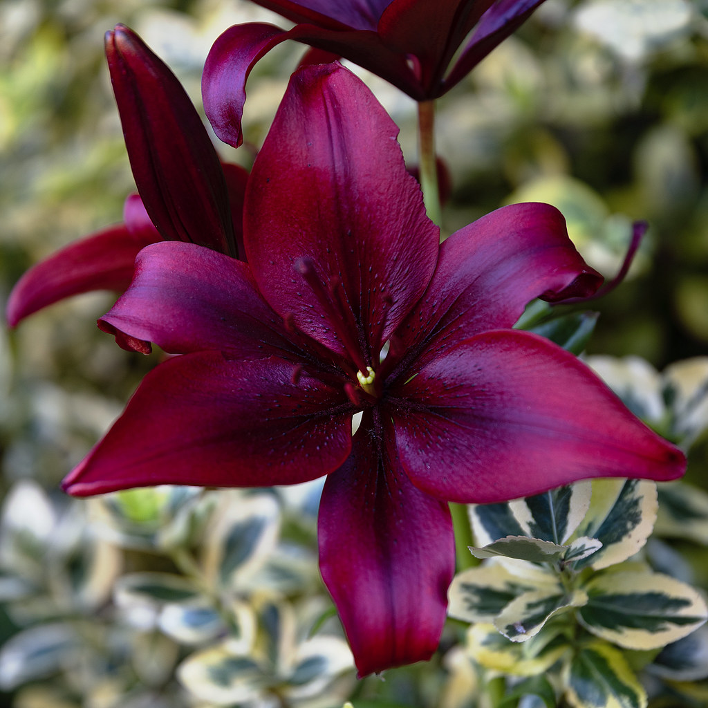 "Lily" Garden image. rodburkey Flickr