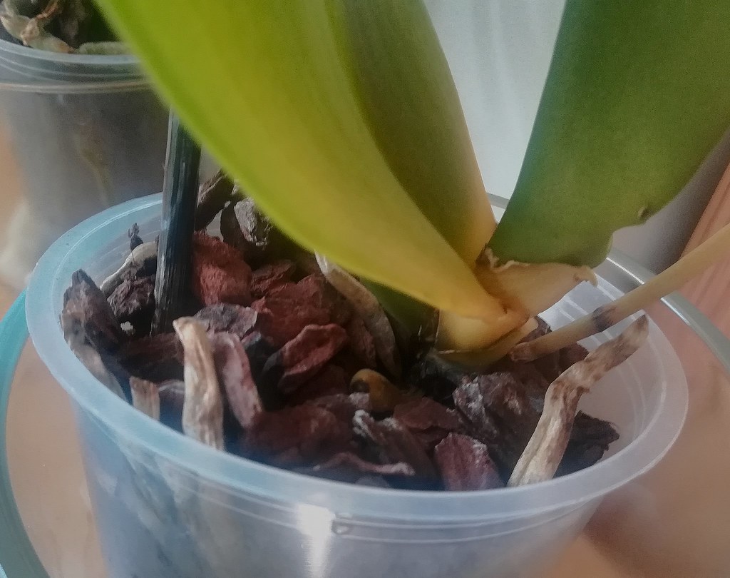 Orquidea, se le estan cayendo las hojas.