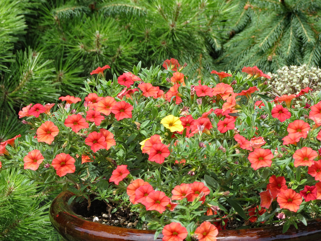 Potted Plant And Greenery. My wife and I were in Maryland … Flickr