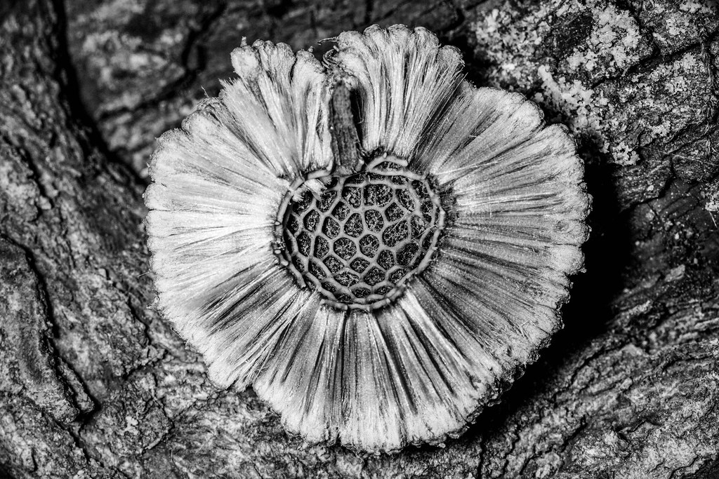 Sycamore Seed Pod Sycamore Seed Pod All Rights Reserved … Flickr