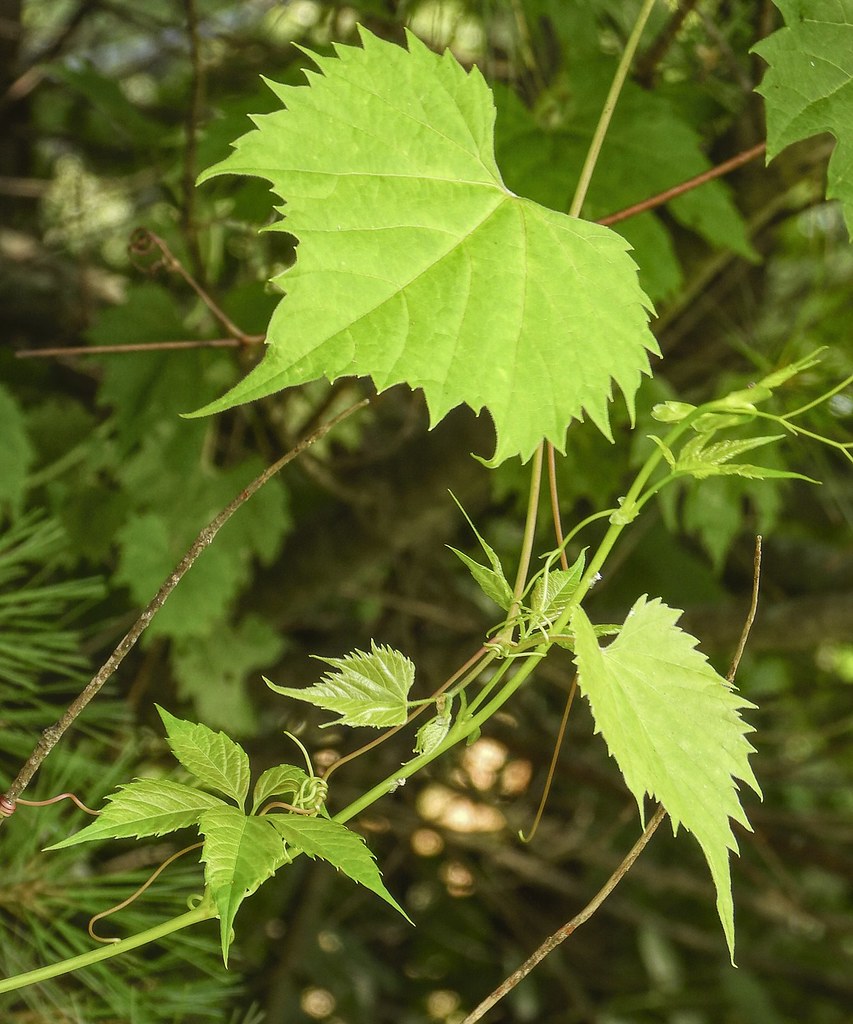 Wild Grape Vine & Virginia Creeper Entangled Together Flickr