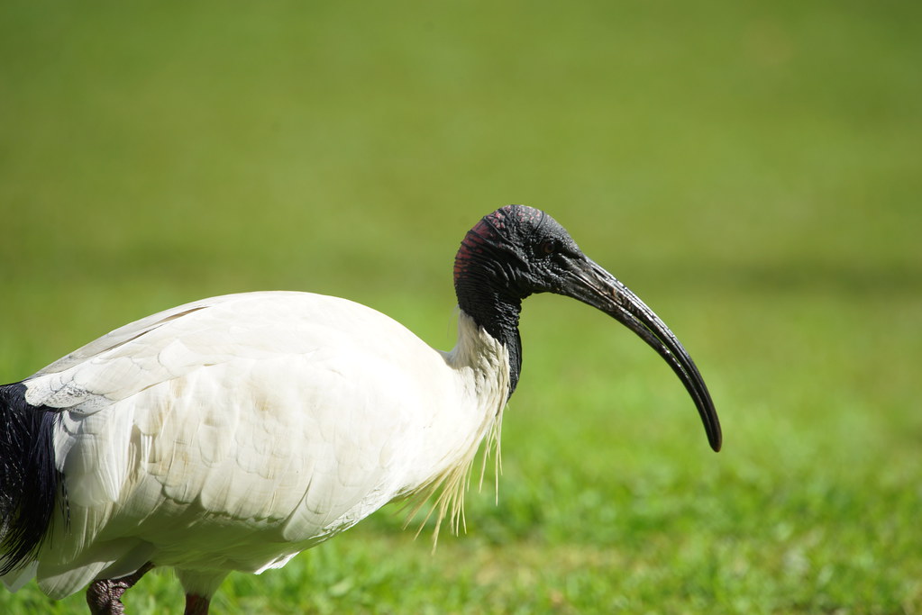 "Bin Chicken" Australian White Ibis Threskiornis molucca Christine