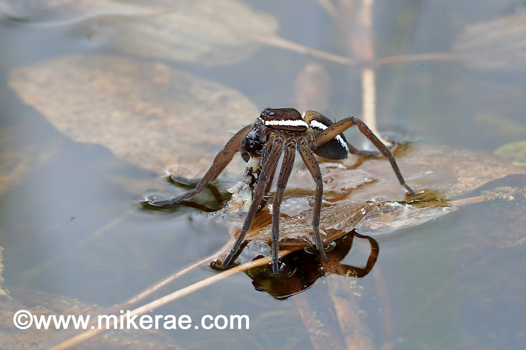 Fen Raft Spider standing and eating just caught prey. July… Flickr