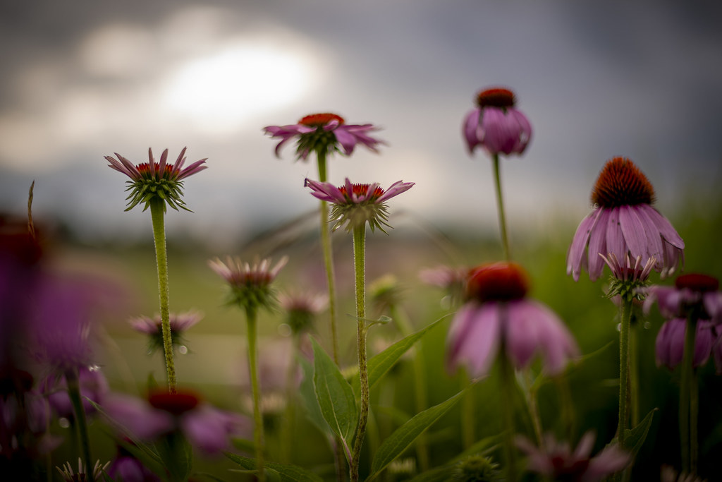 Flowers after the rain Massillon, Ohio David Dingwell Flickr