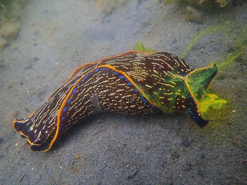 Sea Slugs on the Elkhorn Slough Observation of the Week, 7/7/19