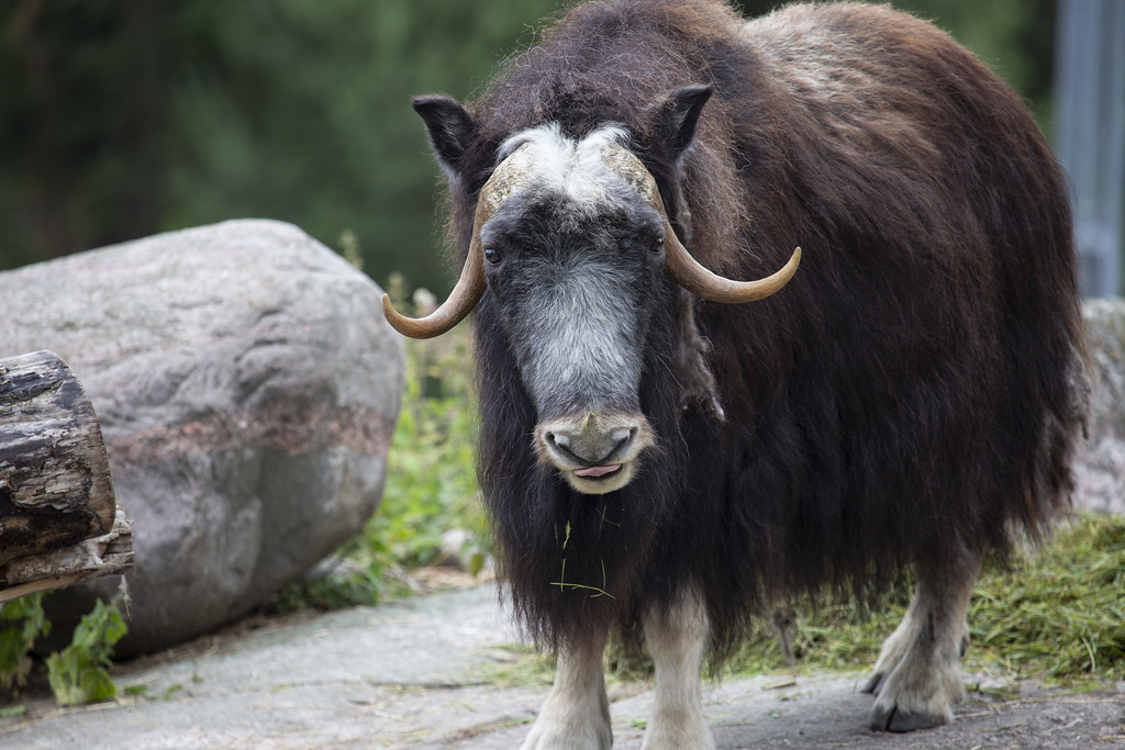 Musk ox female Picture by Annika Sorjonen (2019) Korkeasa