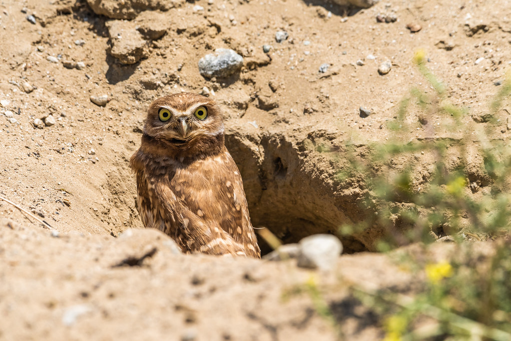 Burrowing Owl in Its Burrow Nest. July 6, 2019 Burrowing… Flickr