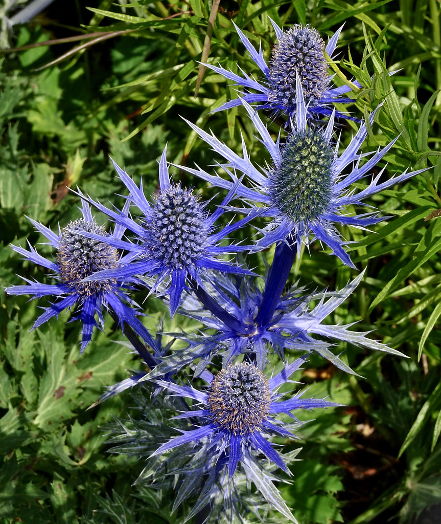 Eryngium planum or blue eryngo. Blauwe distel. Eryngium pl… Flickr