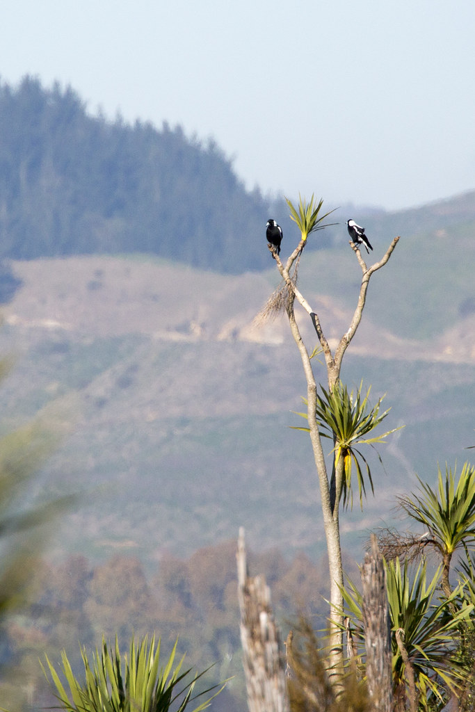 Magpie (Gymnorhina tibicen) Photographed at the Hannahs ba… Flickr
