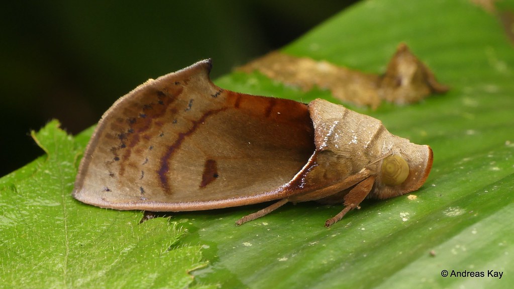 Dead Leaf Moth, Gonodonta sicheas, Erebidae ID by Doug Yan… Flickr