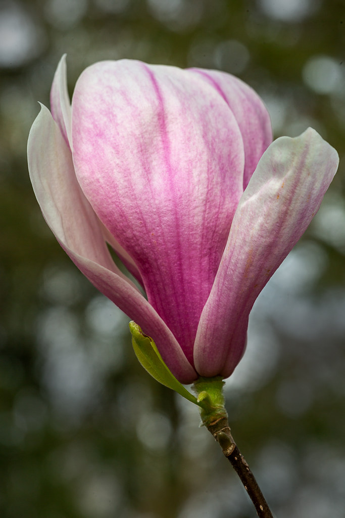 Magnolia 2 Cuyahoga Valley National Park, OH, Brandywine … Flickr