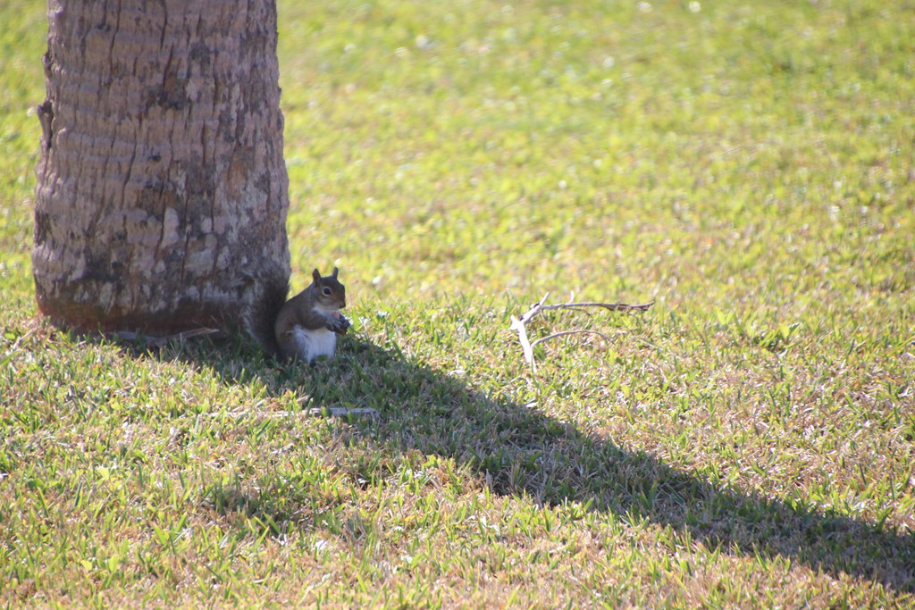 Eastern Grey Squirrels from the Pontoon Lagoon Cruise Excu… Flickr