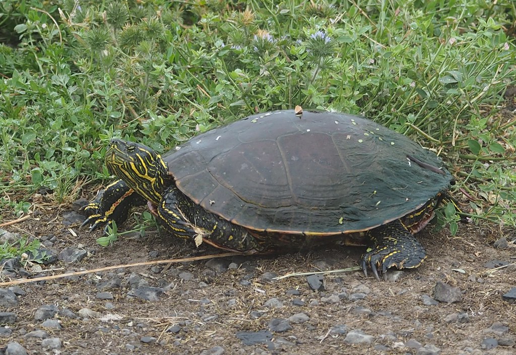 Western Painted Turtle, Chrysemys picta bellii Washington … Flickr