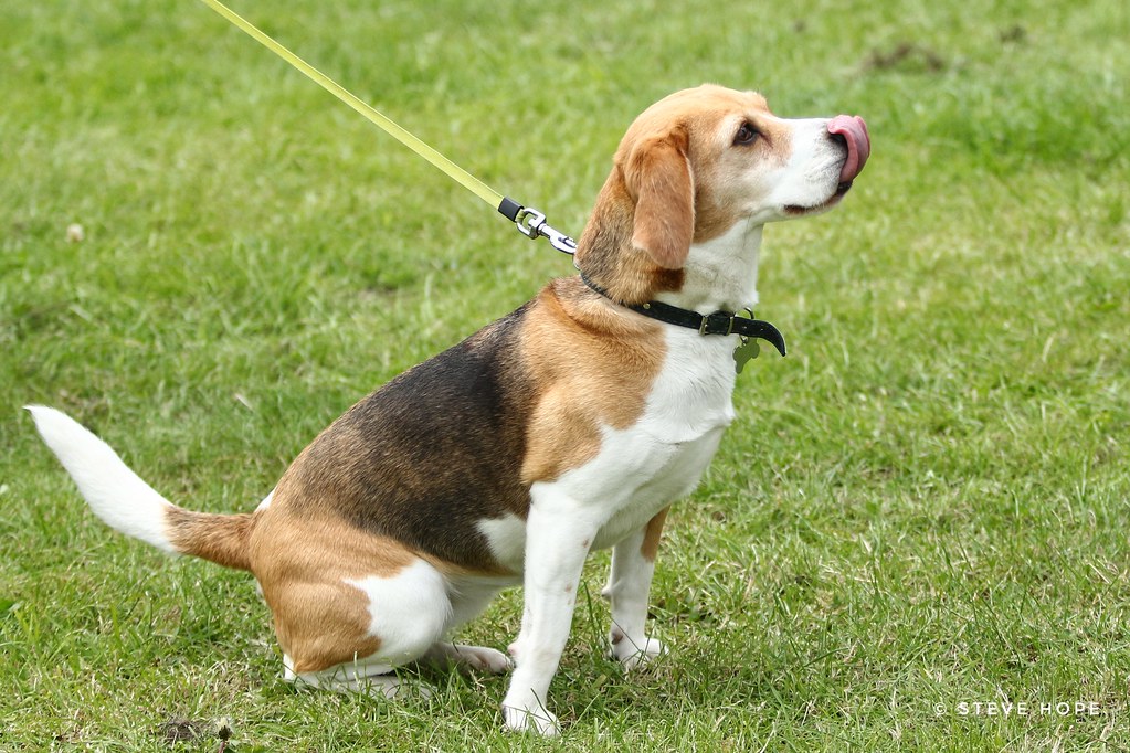 Barton Cruftz 2019, Barton upon Humber SteveH1972 Flickr