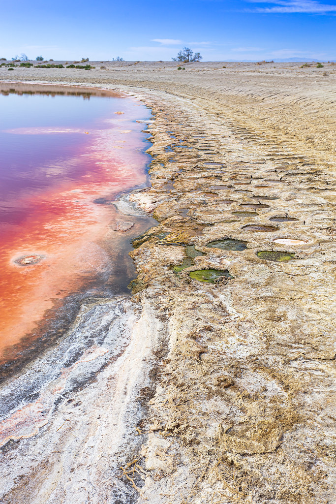 The Red Salton Sea Some red / pink algae here in what appe… Flickr