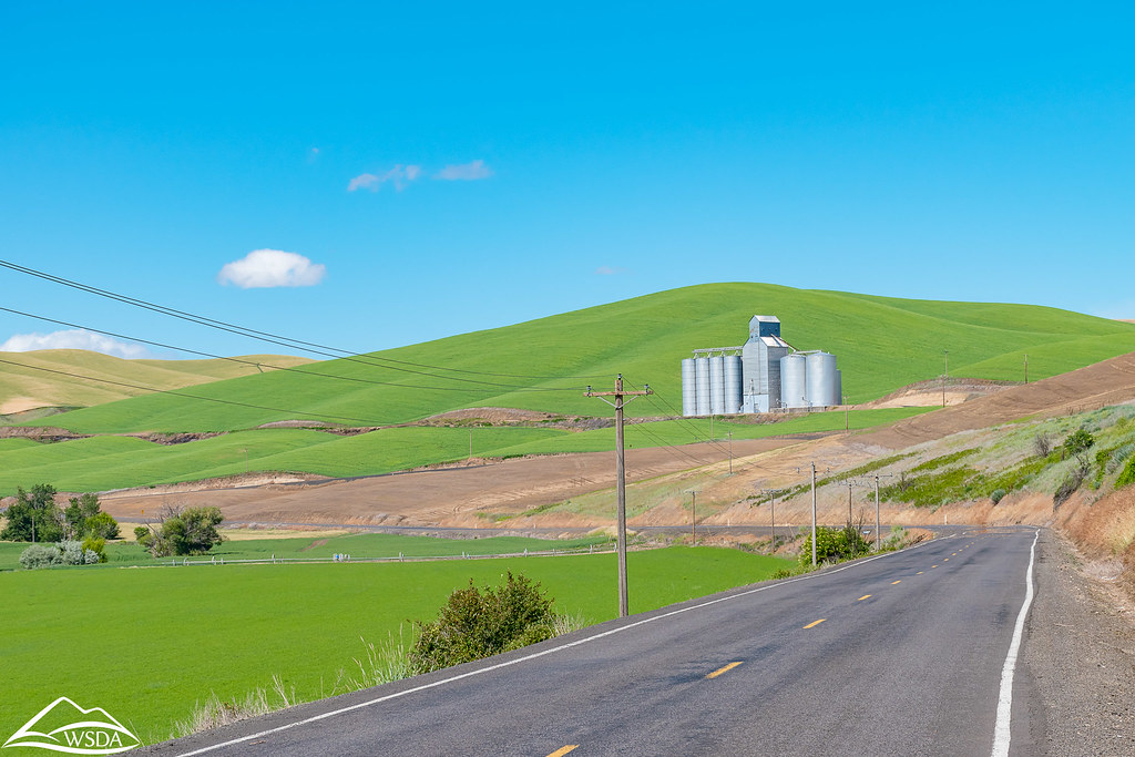 Wheat fields near Walla Walla Washington State Department of