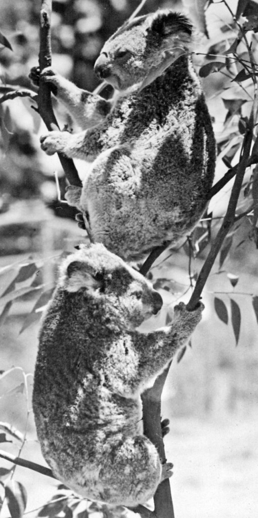 Koalas, 'Native Bears' at Lone Pine Sanctuary QSA_Series_I… Flickr