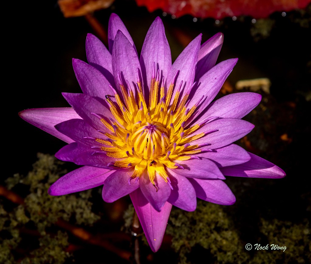 Dallas Arboretum_FXD3431 Nock Wong Flickr