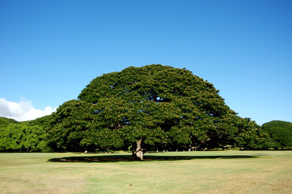 Hawaii at Moanalua Gardens black10f Flickr