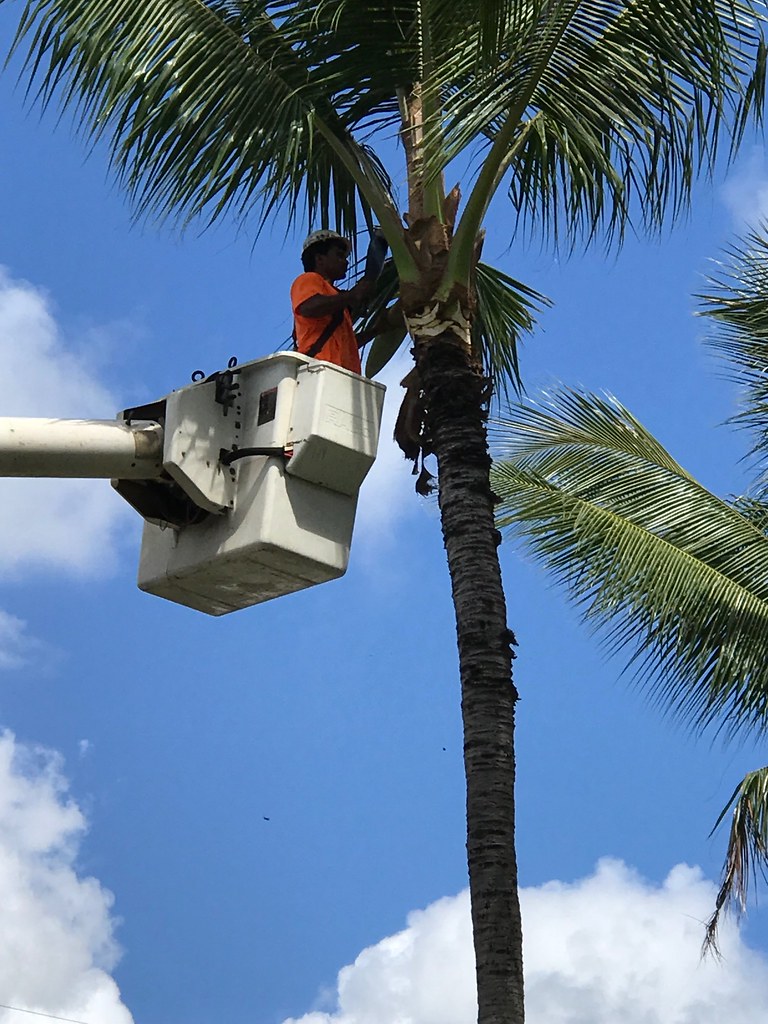 Coconut Tree Trimming Kailua Beach Park, Oahu, Hawaii Flickr