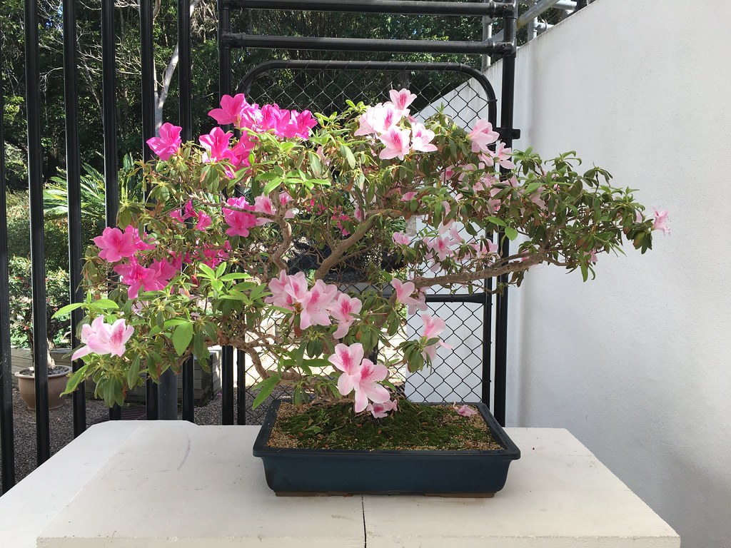 Bonsai Azalea Bush In the Mt Coottha Botanic Gardens Bons… Flickr