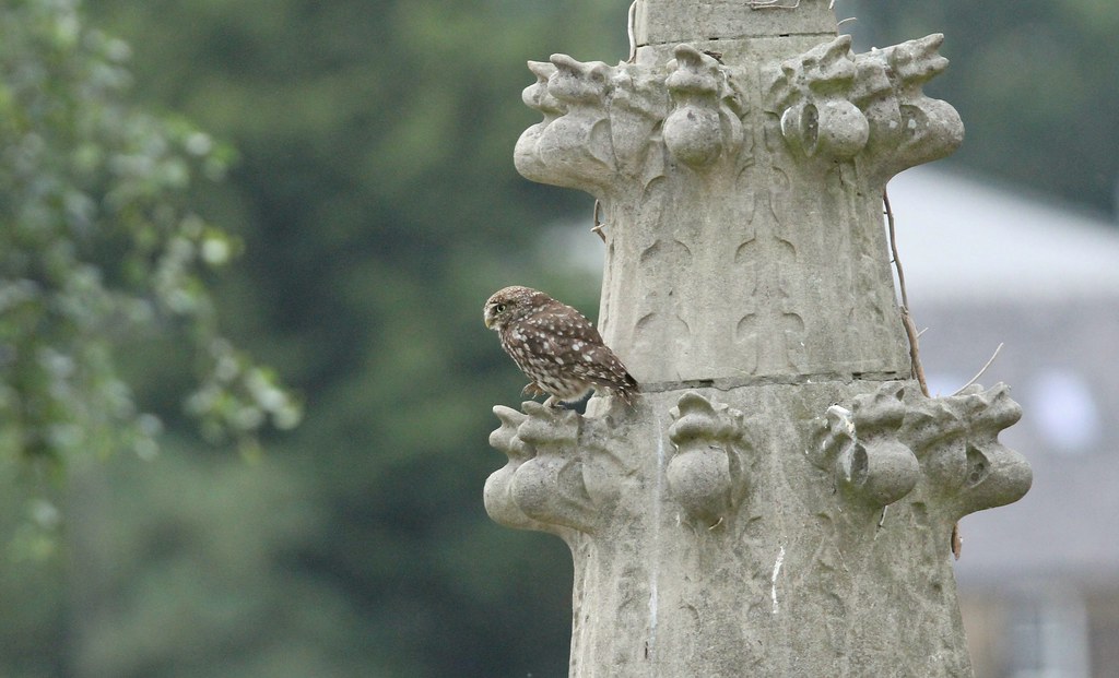 Little owl / south Yorkshire . a photo on Flickriver