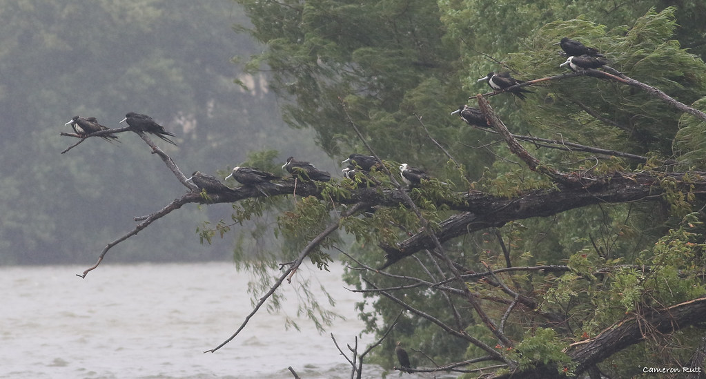Elevation of Poplar St, Baton Rouge, LA, USA Topographic Map
