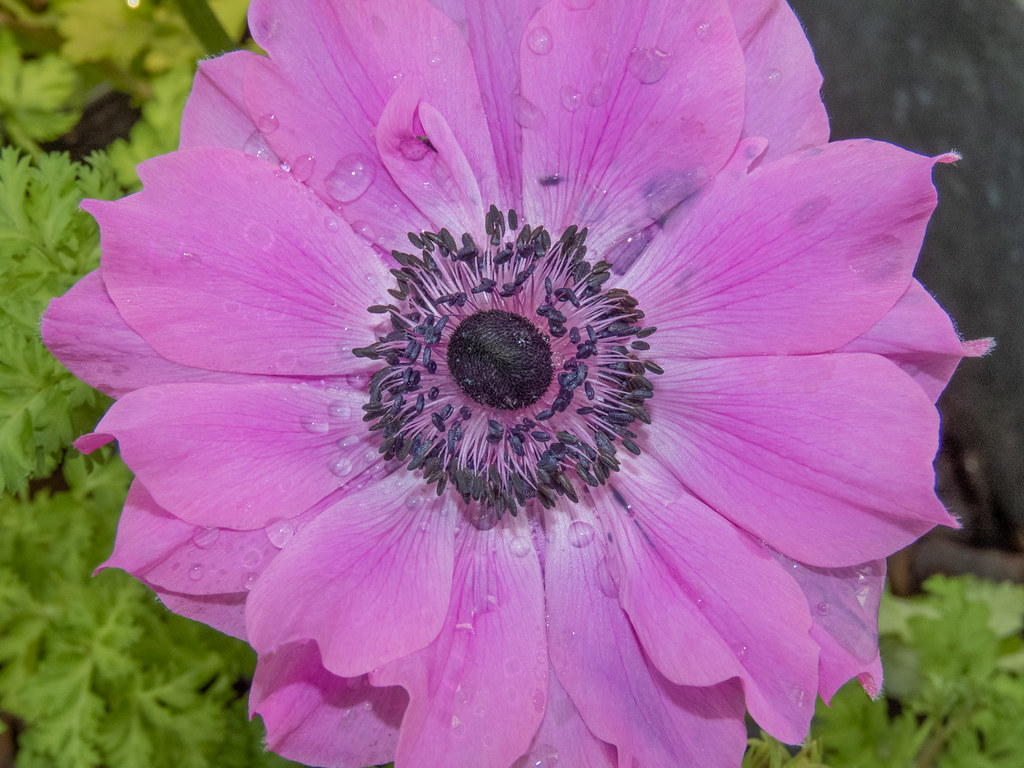 Flower in Lower Hutt Conservatory New Zealand Mike Drain Flickr