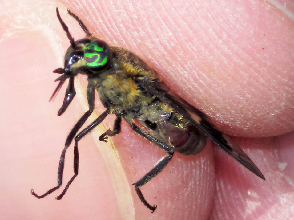 Chrysops excitans (deer fly) (north of Wawa, Ontario, Cana… Flickr