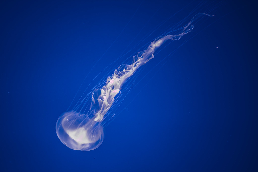 Moving Glow jellyfish in aquarium Gold Coast Seaworld Paul Zhou Flickr