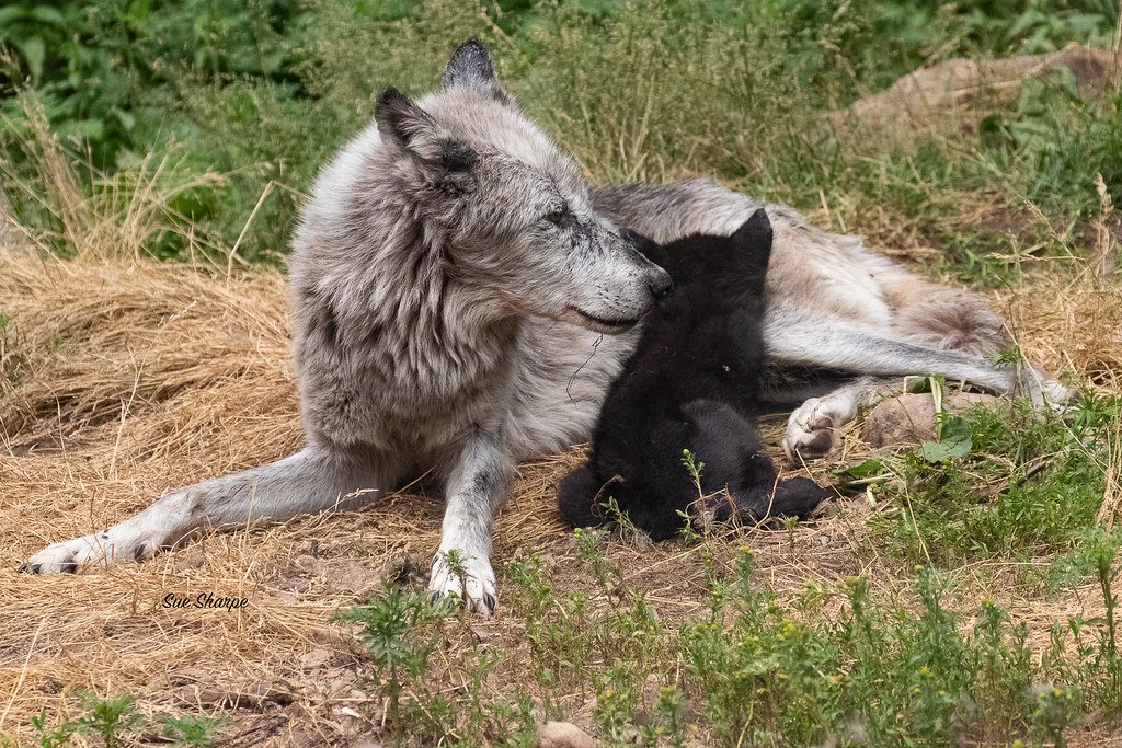 Alpha female Grey Wolf nursing her pup This is a 10 week o… Flickr