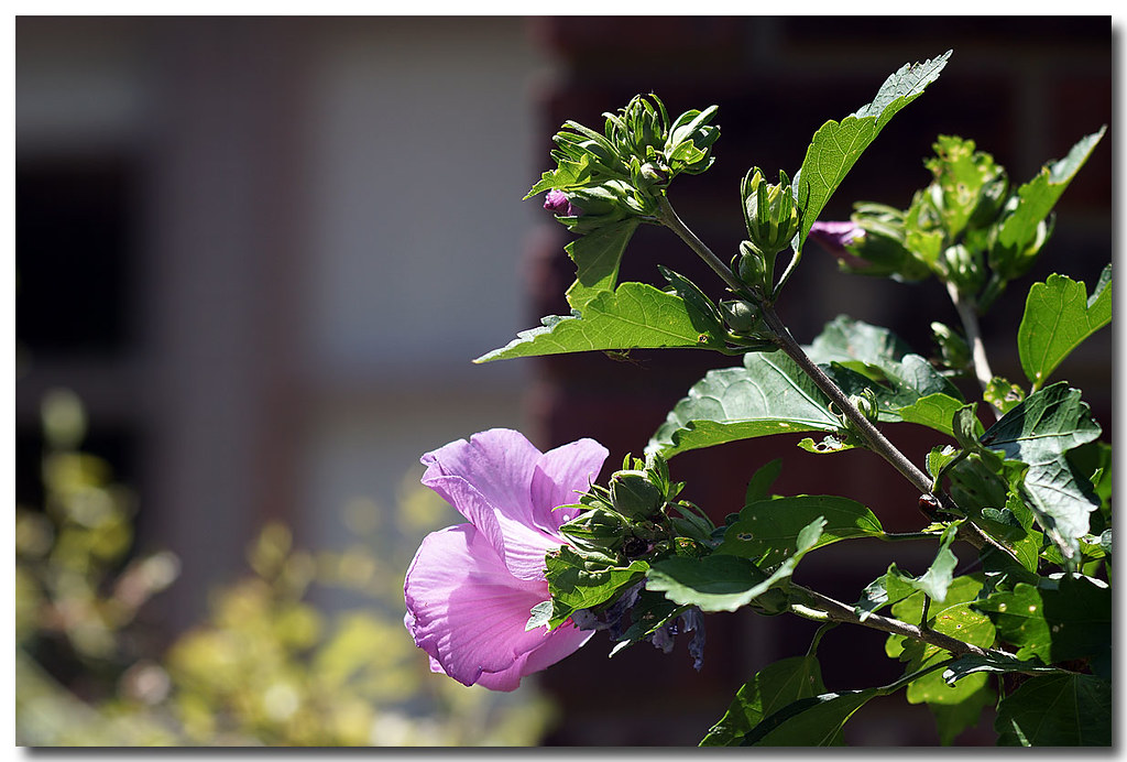 Carl Zeiss Med Format On Sony A6000 Trying Out Different Flickr