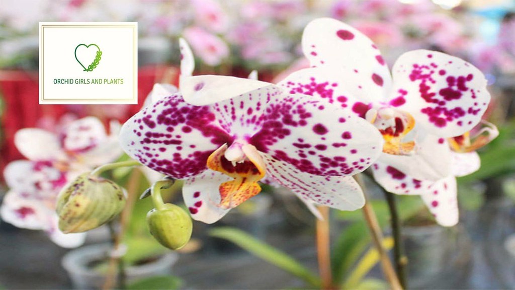 The flower that smells the sweetest is shy and lowly. 10off on every 
