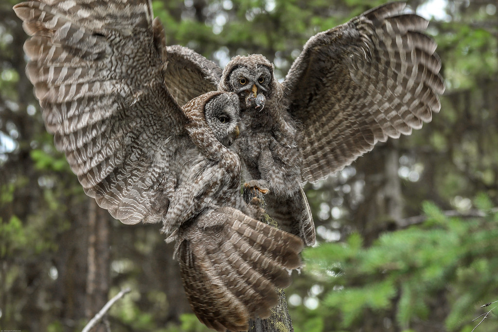 Great Grey Owls mom feeding her young. edseljames Flickr