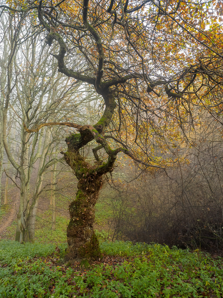 Kinnoull Hill Tree 2 PicLocata Flickr