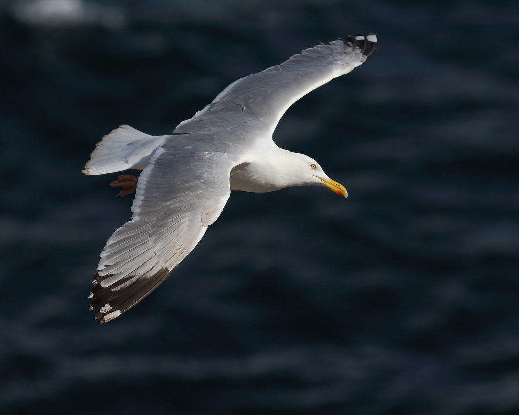 Herring Gull, Great Saltee Allen Gillespie Flickr
