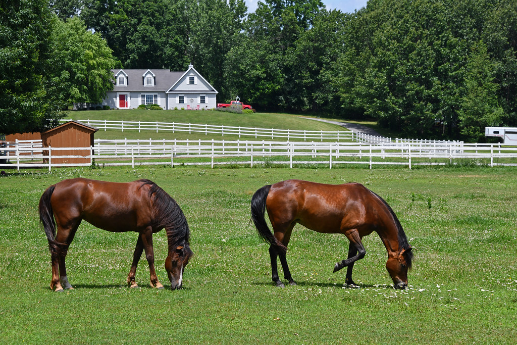 Upstate New York Horse Farm Near Mendon Ponds Park. Monroe… Flickr