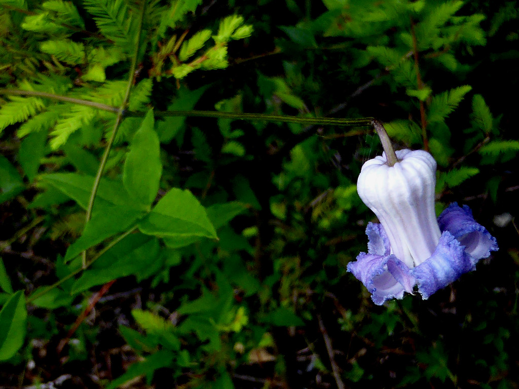 Swamp leatherflower Clematis crispa Eleanor Flickr