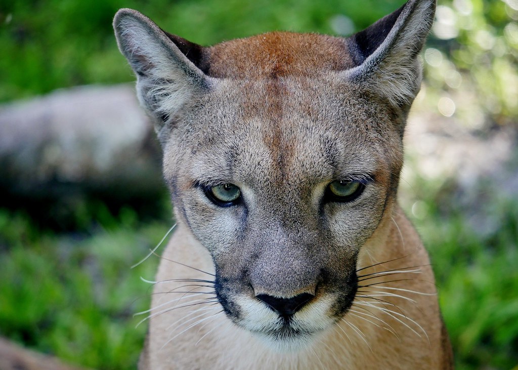 Athena Florida Panther (Puma concolor coryi) Near The Gu… Flickr