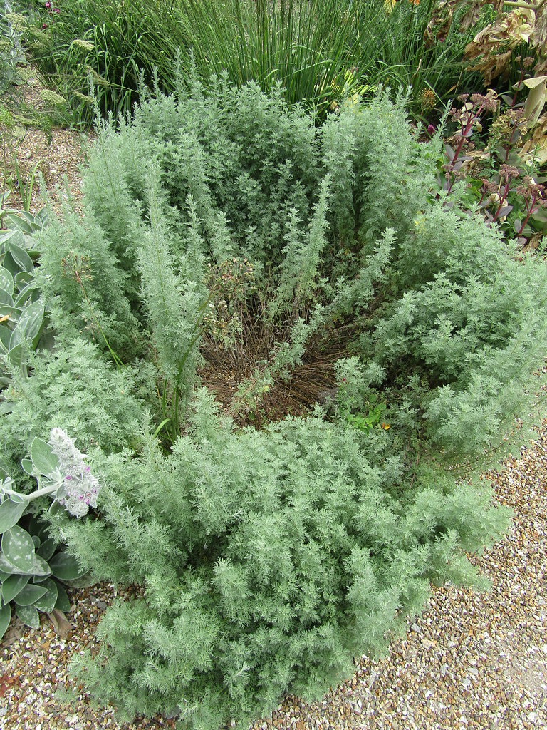 Artemisia A midsummer visit to West Dean Gardens near Sing… Flickr