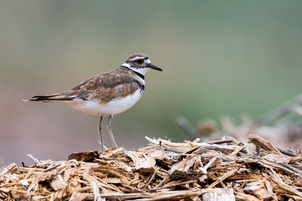Killdeer Calero County Park, San Jose, CA Eric Zhou Flickr