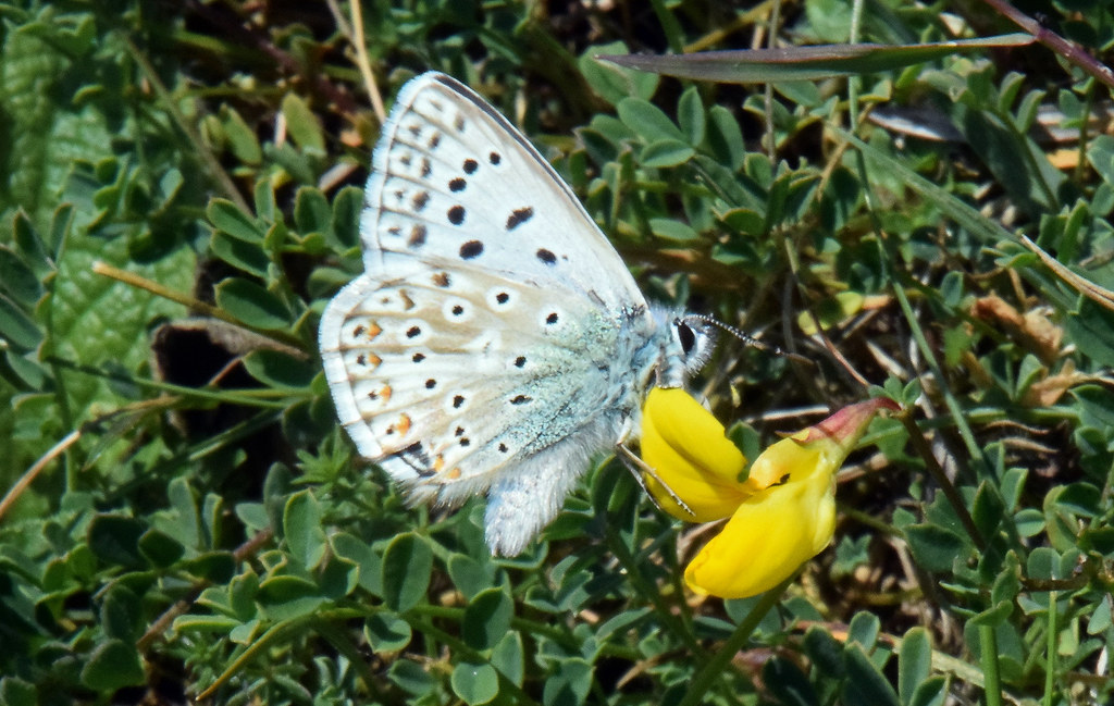 Chalkhill Blue 16 July 2019 It is remarkable that in the m… Flickr