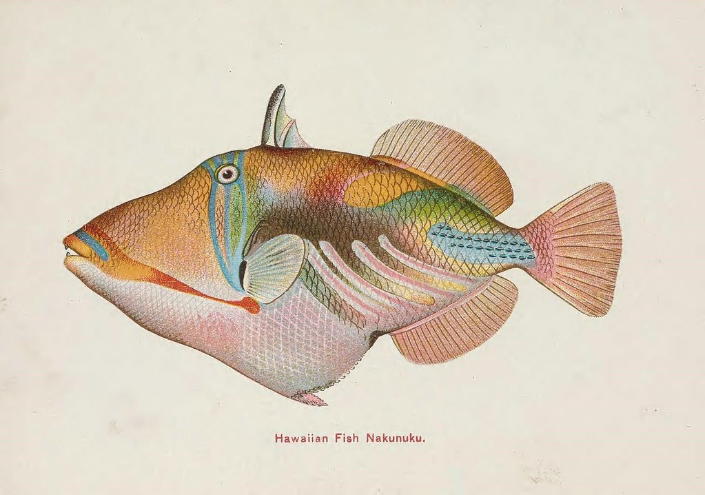 n5_w1150 Hawaiian fishes. Honolulu Island Curio Co.,[betw… Flickr