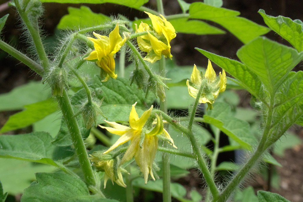 Tomato plant flower buds JSB PHOTOGRAPHS Flickr