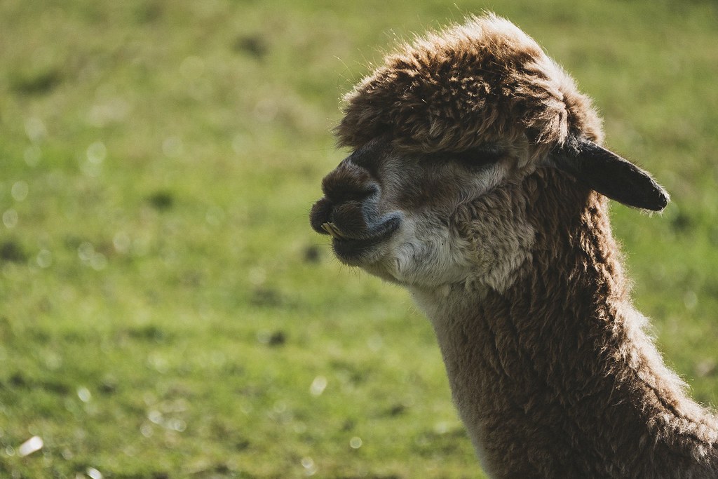 Bocketts Farm A fantastic day out at Bocketts Farm. Set on… Flickr