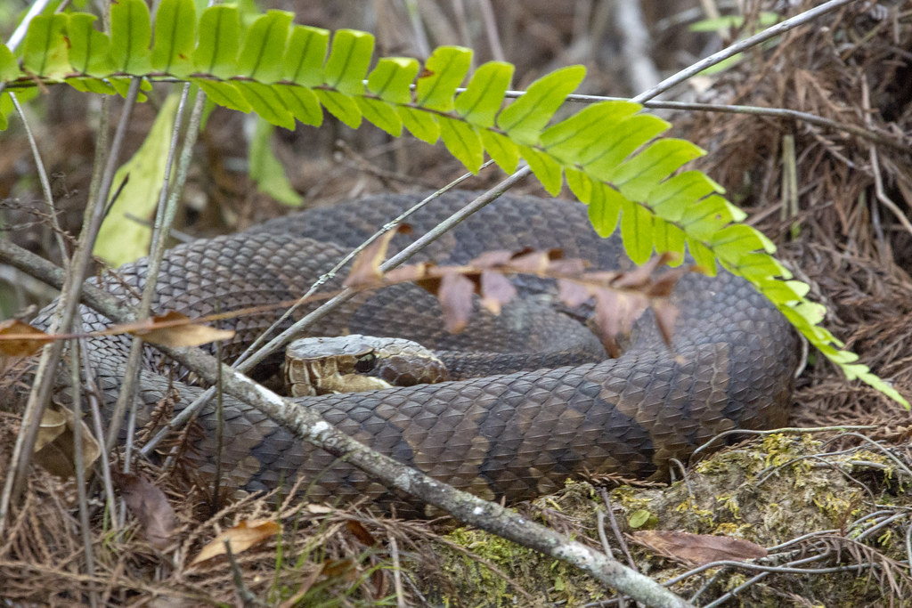 Water Moccasin (Cottonmouth) Six Mile Cypress Slough Explo… Flickr