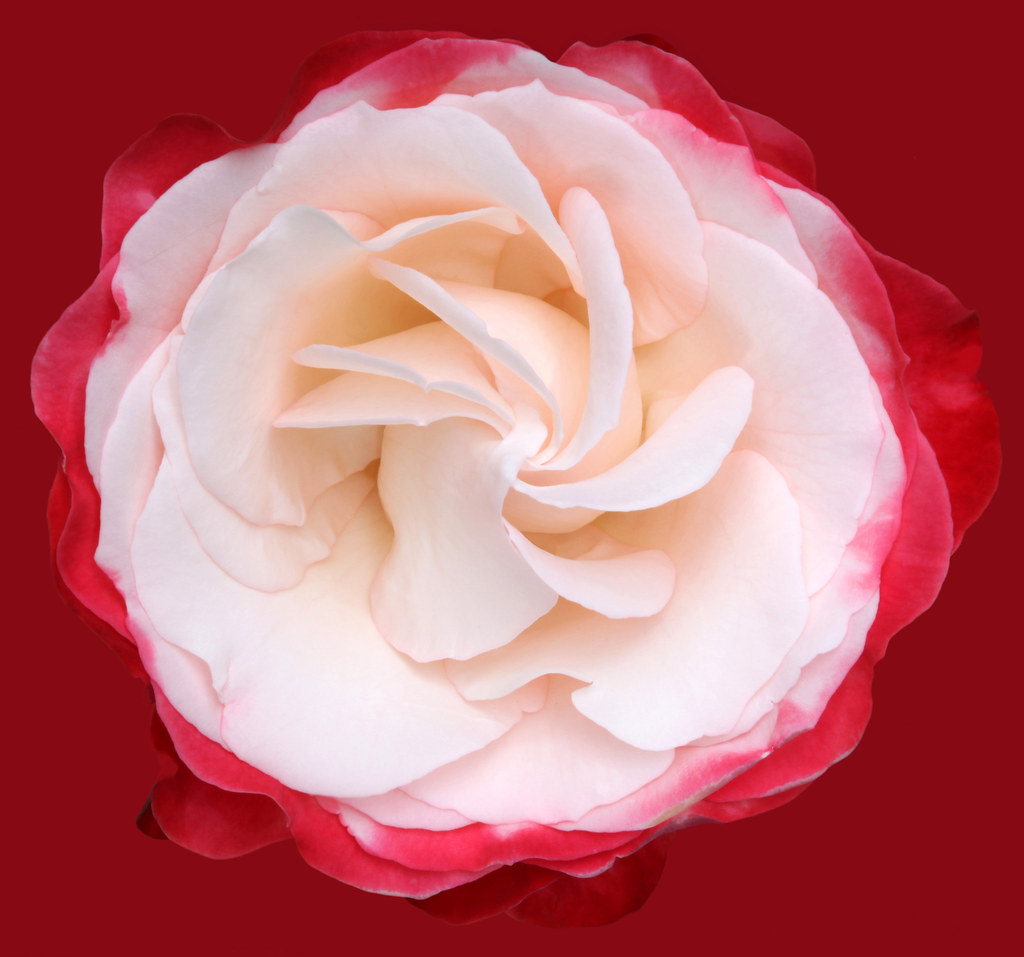 Red Edge White rose with red edge. In Memoriam Brian Haslam Flickr