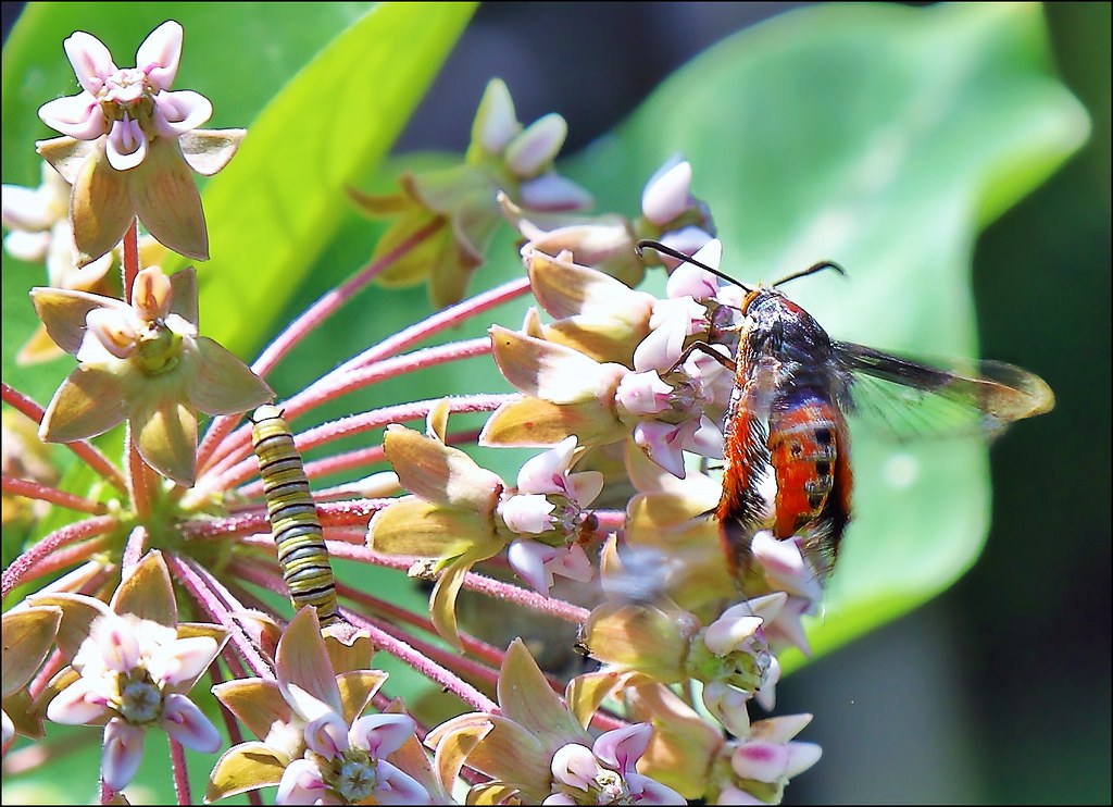 Squash Vine Borer And I Caught A Monarch Caterpillar Flickr