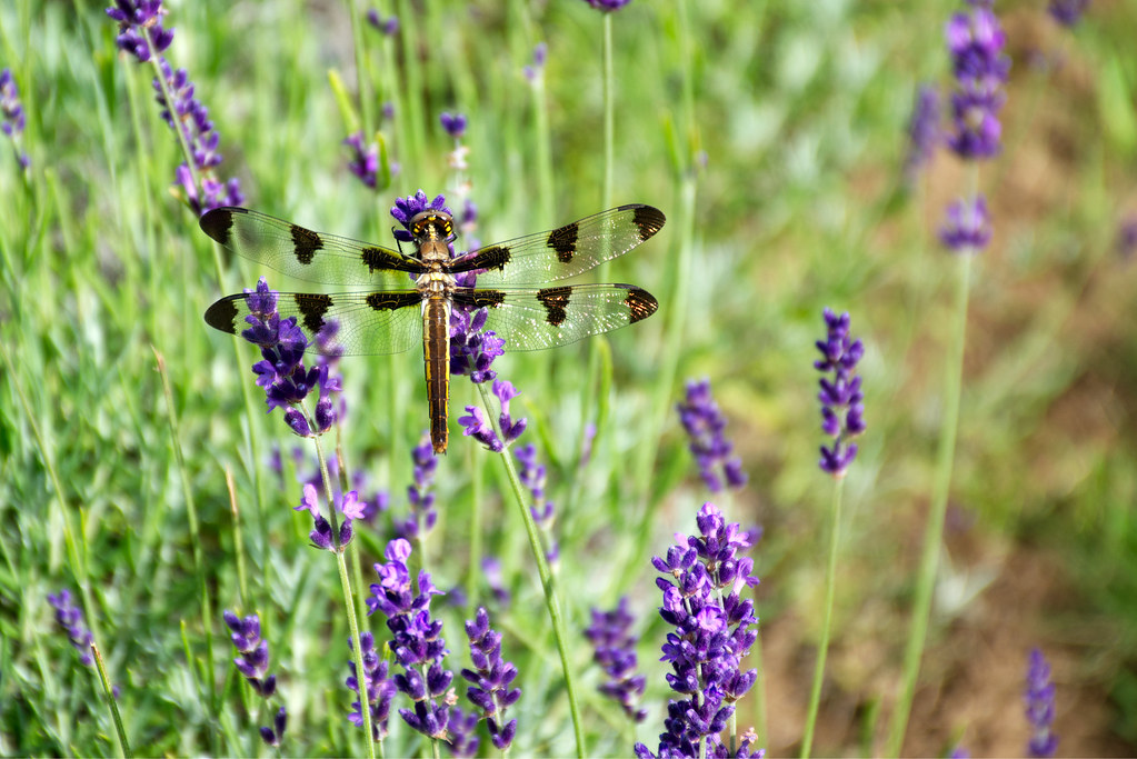 12 Spotted Skimmer Laveanne Lavender Fields, Campbellcroft… Ian van